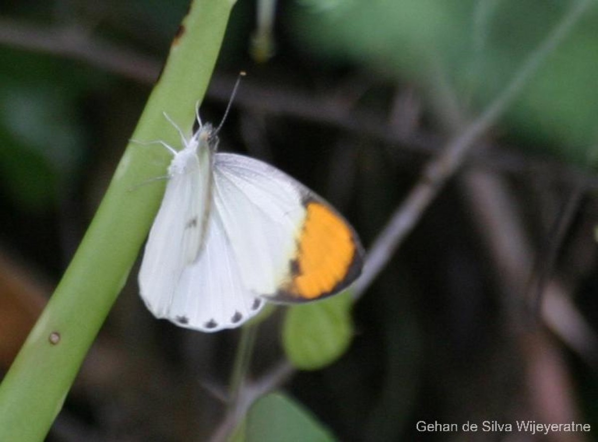 Colotis aurora Cramer, 1780